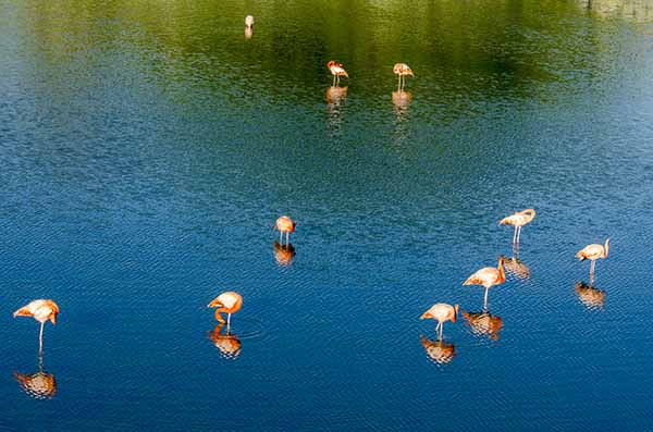 Flamenco - isla Isabela - islas Galápagos - Ecuador 2.jpg